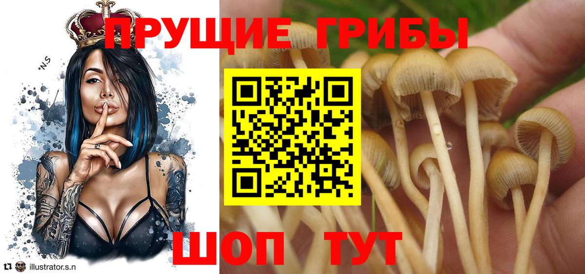 Галлюциногенные грибы Psilocybine cubensis Павлово